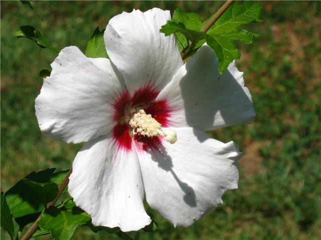sirijski hibiskus